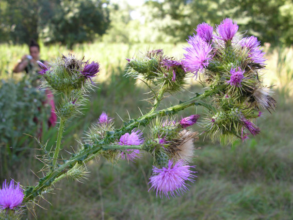 Fiori e piante di San Rossore (PI)